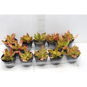 SUCULENTAS CRASSULA CAPITELLA CAMPFIRE P11