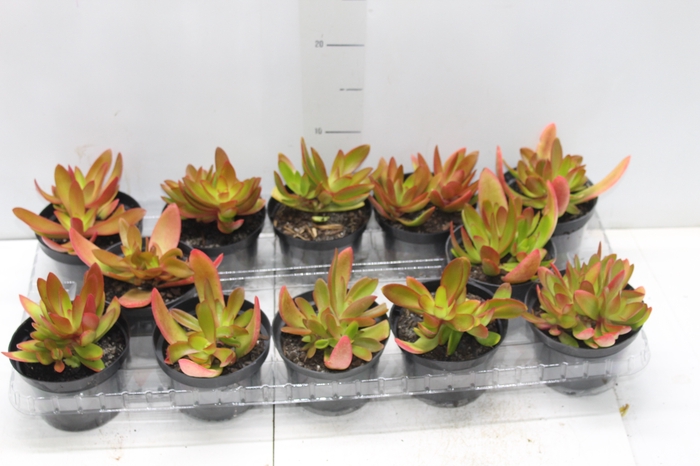 <h4>SUCULENTAS CRASSULA CAPITELLA CAMPFIRE P11</h4>