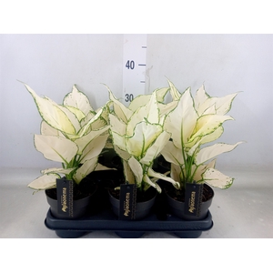 Aglaonema  'White Joy'