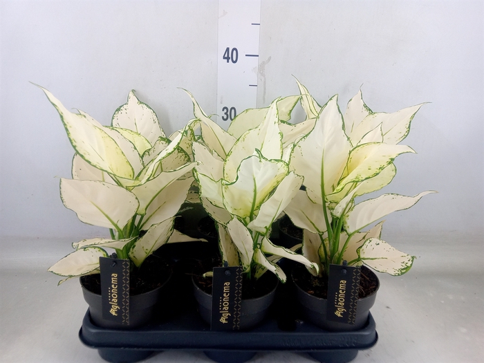 <h4>Aglaonema  'White Joy'</h4>