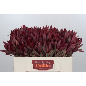 Leucadendron Jester