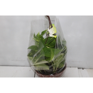 JIBOIA VERDE C21 PENDENTE