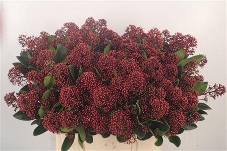 <h4>Skimmia Rubella Red Extra Bunch</h4>