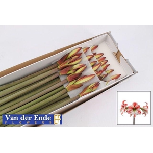 HIPP CO TWINKLE STAR