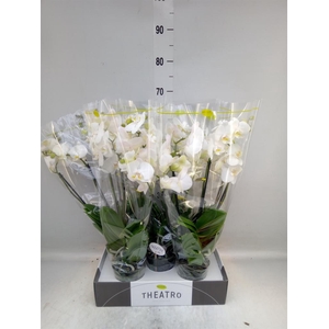 Phalaenopsis   ...white
