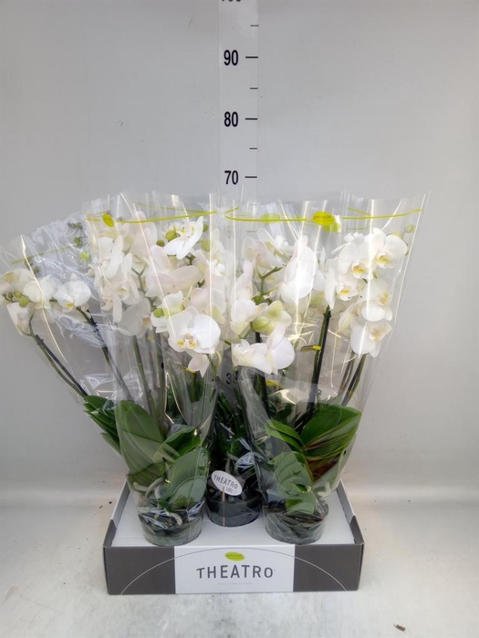<h4>Phalaenopsis   ...white</h4>