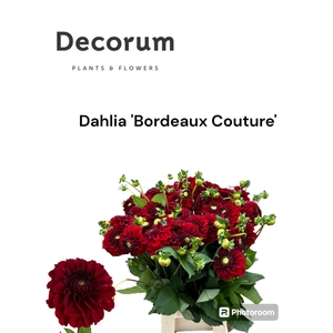 Dahlia Bordeaux Couture 566