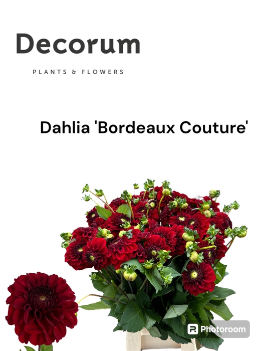 Dahlia Bordeaux Couture 566