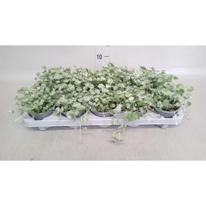 Dichondra argentea 'Silver Falls'