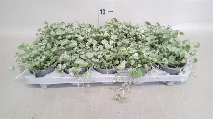 <h4>Dichondra argentea 'Silver Falls'</h4>