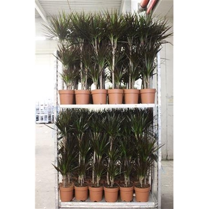 Dra Marg Magenta 60-30-15 Cm