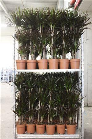 <h4>Dra Marg Magenta 60-30-15 Cm</h4>