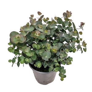 Eucalyptus Gunnii Bush