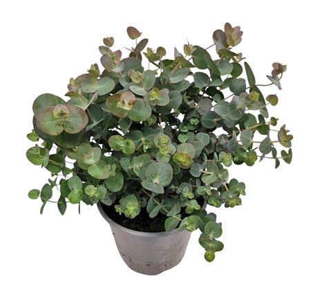 <h4>Eucalyptus Gunnii Bush</h4>