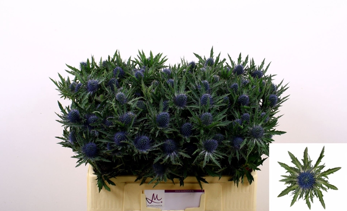 <h4>ERYNGIUM  'AQUARIUS QUESTAR'</h4>