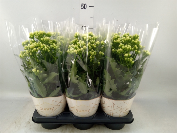 <h4>Kalanchoe  'Sunny White'</h4>
