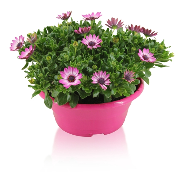 <h4>Osteospermum Margarita in Schaal Roze</h4>