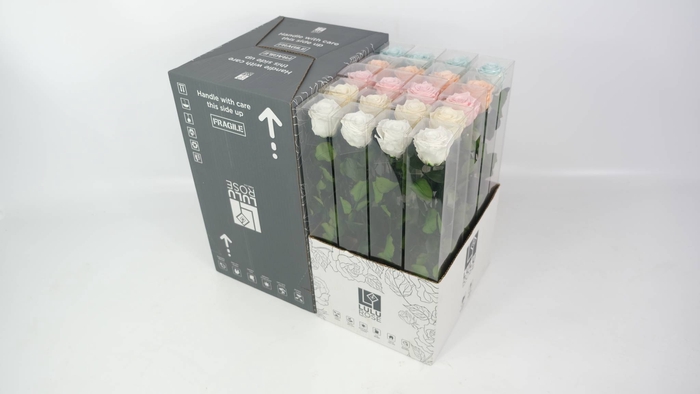 <h4>Rosa Preserved Stem 50cm Rainbow Mix Spring</h4>