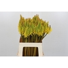 Kniphofia Sunningdale Yellow