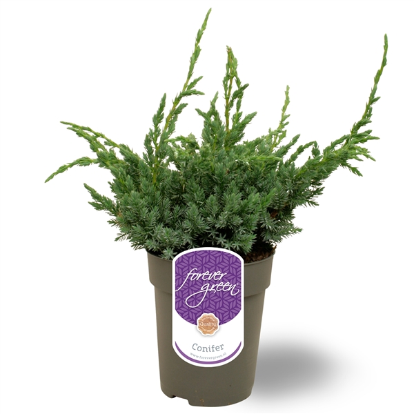 <h4>Juniperus squamata 'Meyeri' P15</h4>