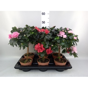 Rhododendron   ...