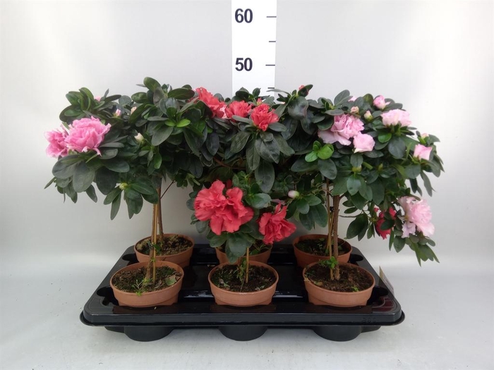 <h4>Rhododendron   ...</h4>
