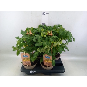 Solanum lycopersicum   ...