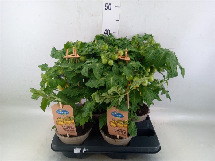 <h4>Solanum lycopersicum   ...</h4>