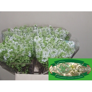 SYR V MME FL STEPMAN