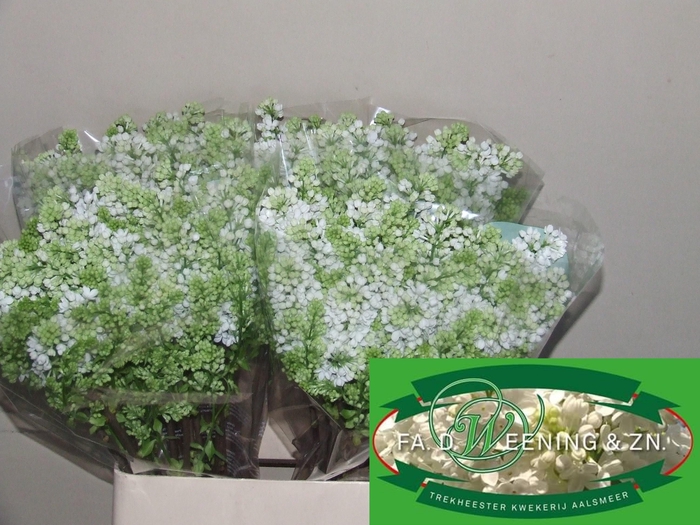 <h4>SYR V MME FL STEPMAN</h4>