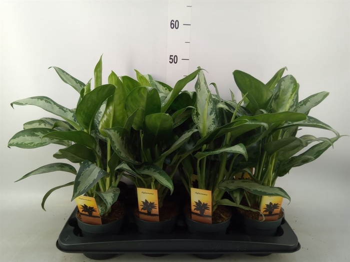 <h4>Aglaonema  'Maria'</h4>