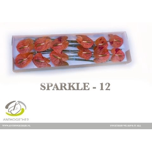 Anth A Sparkle 13 cm X12 Spek Flowers