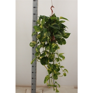 scindapsus aureum hang 21cm