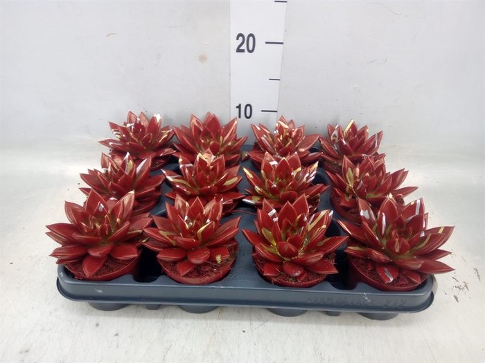 <h4>Echeveria  'Miranda'</h4>