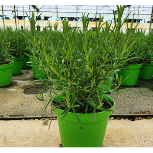 Rosmarinus officinalis overig