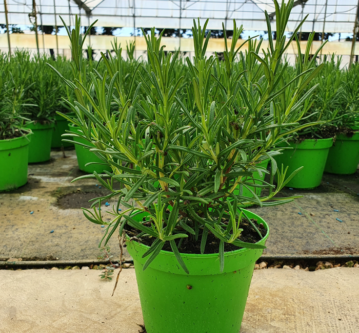 <h4>Rosmarinus officinalis overig</h4>