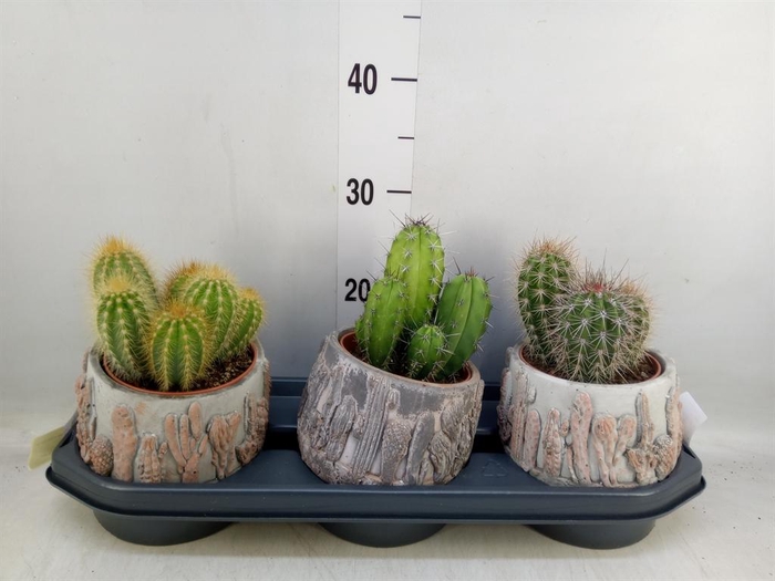 <h4>Cactus   ...</h4>