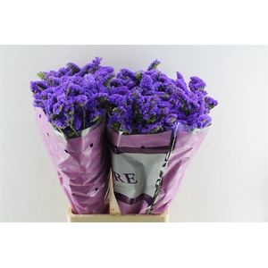 Lim S Acqua Su Birds