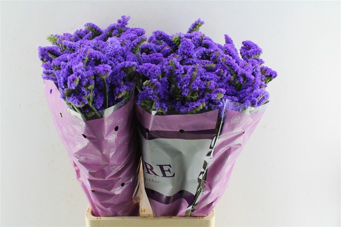 <h4>Lim S Acqua Su Birds</h4>