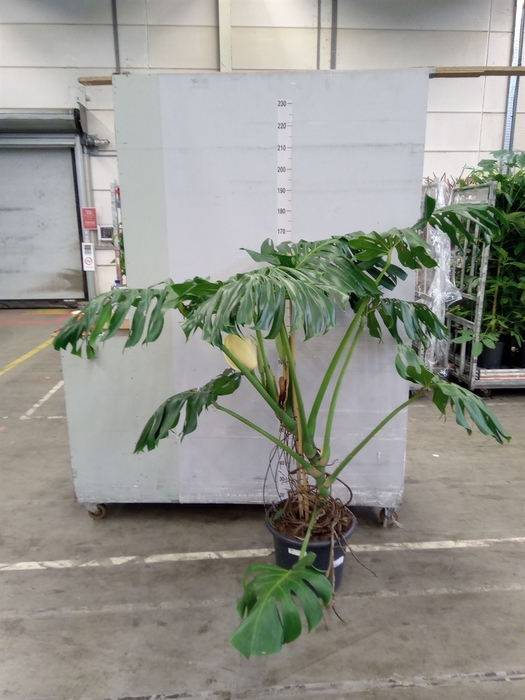 <h4>Monstera delic.</h4>