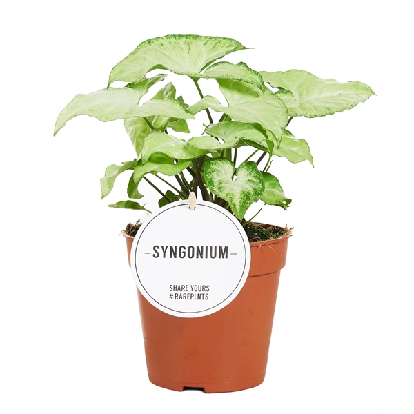<h4>Syngonium White Butterfly</h4>