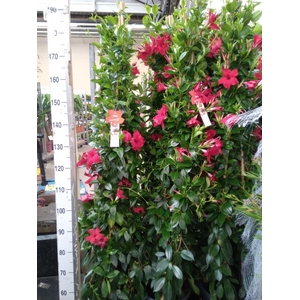 Mandevilla sand. 'SumStar Red'