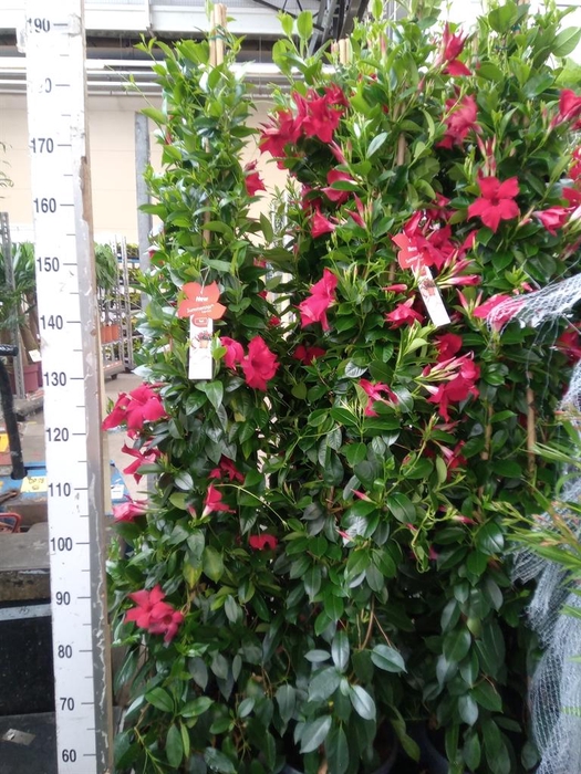 <h4>Mandevilla sand. 'SumStar Red'</h4>