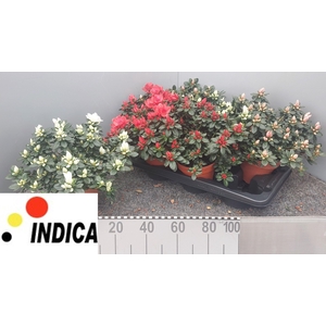 RHODO SI GEM 3 SRT