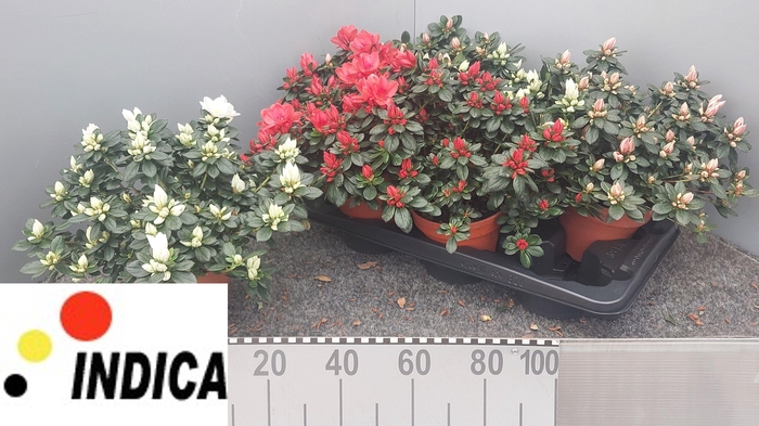 <h4>RHODO SI GEM 3 SRT</h4>