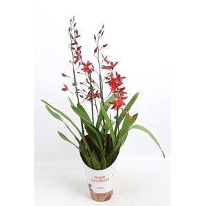 Cambria 3 tak rood 12 cm