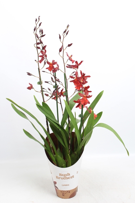 <h4>Cambria 3 tak rood 12 cm</h4>