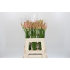Nerine Vesta K