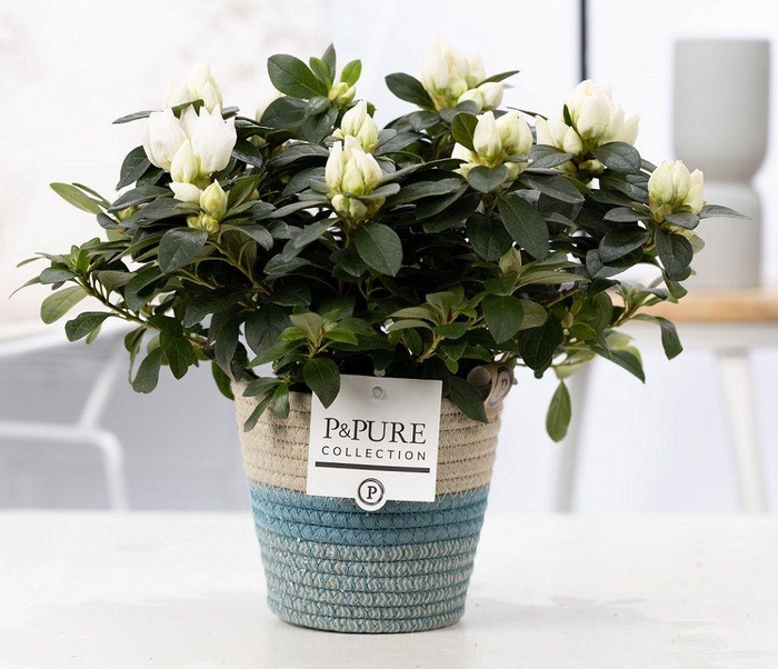 <h4>1st class Azalea white in P&PURE Fashionpot Valerie</h4>