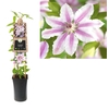 Clematis 'Nelly Moser' 3.0 label